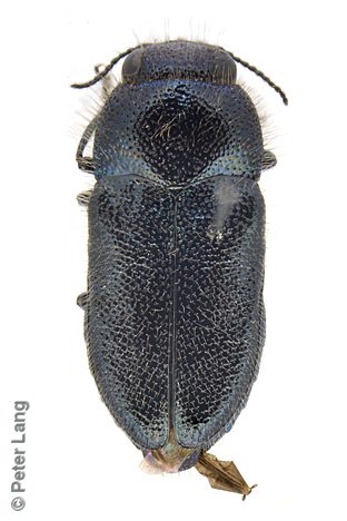 Neocuris pubescens, PL2168, female, from Allocasuarina verticillata, SL, 4.6 × 2.0 mm